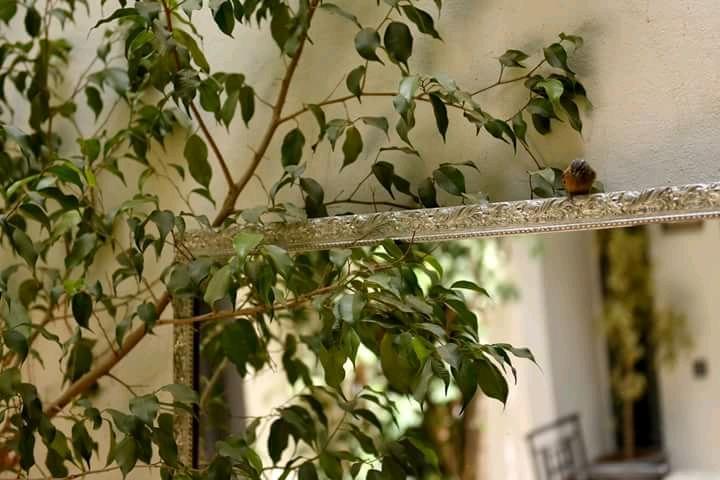 Bougainvillea Riad Μαρακές Εξωτερικό φωτογραφία